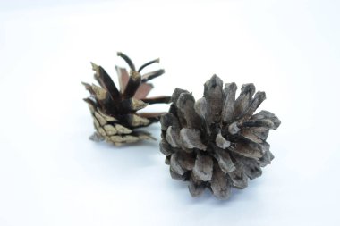 Beyaz arka planda bulunan güzel ladin konileri