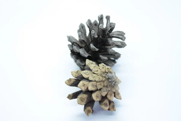 Spruce cones located on a white background — Stock Photo, Image