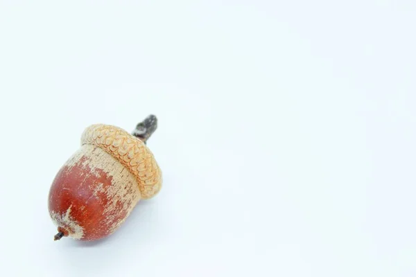 Beyaz arka planda tünemiş güzel kahverengi meşe palamutları