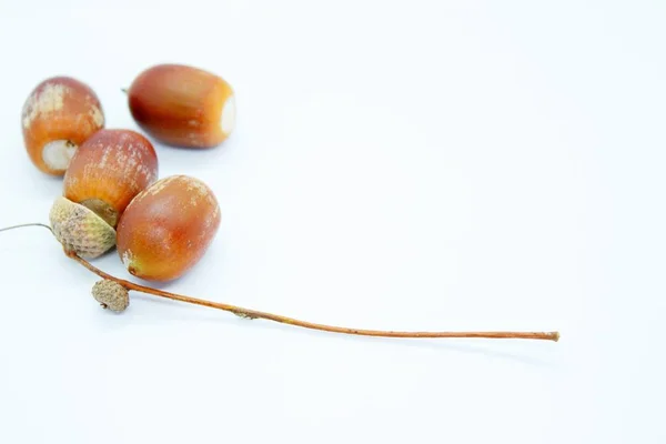 Beyaz arka planda tünemiş güzel kahverengi meşe palamutları