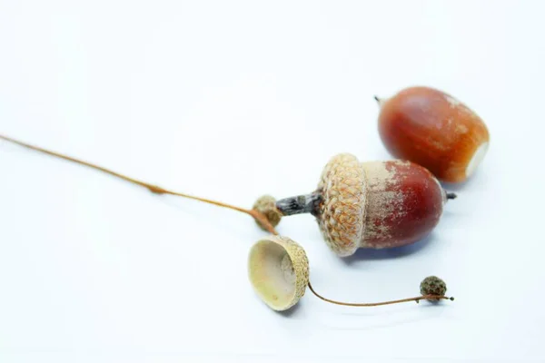 Belas bolotas marrons empoleiradas em um fundo branco — Fotografia de Stock