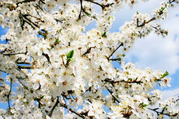 봄날푸른 배경에 아름다운 의정원 — 스톡 사진