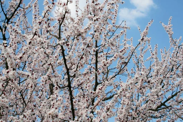 봄날푸른 배경에 아름다운 의정원 — 스톡 사진