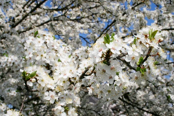 Belo Jardim Courgett Fundo Azul Dia Ensolarado Primavera — Fotografia de Stock