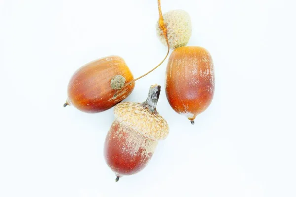 Beautiful Oak Acorns Located White Background — Stock Photo, Image