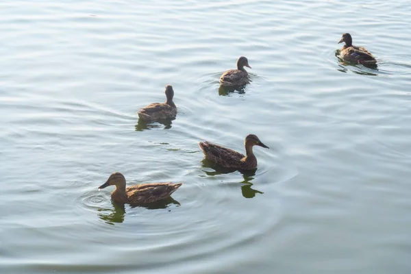 Vahşi ördekler yaz kuşlarında orman gölünde yüzerler.