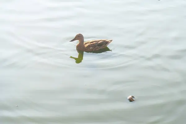 Einsame Wildente schwimmt im Sommer auf Waldsee — Stockfoto