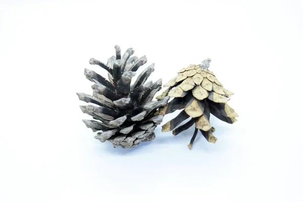 Beyaz arka planda güzel çam kozalakları