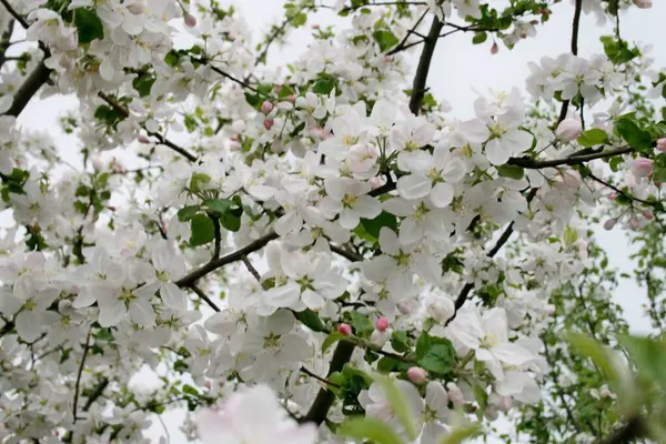 봄 꽃피는 나무 벚나무 자연 사과 과수원 — 스톡 사진