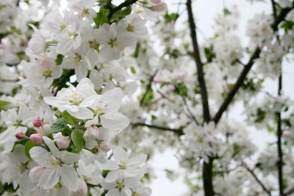 Bahar ağaçları kiraz bahçeleri elma bahçeleri.