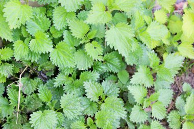 Yeşil ısırgan otları yaz yeşillikleri doku arka planı