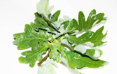 Beyaz arka planda yeşil meşe yaprakları