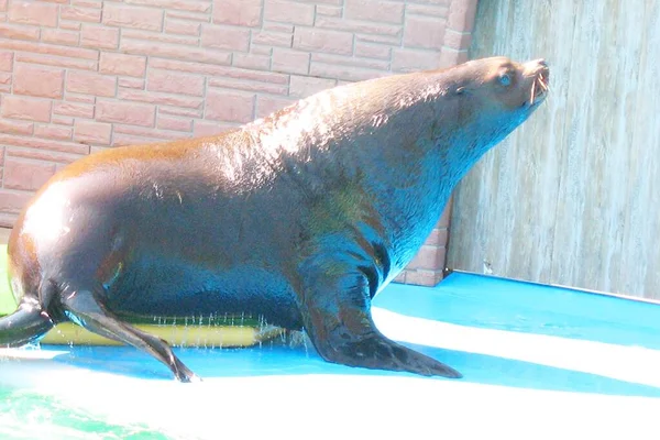 Sirkteki deniz komandosu yemek isterken numaralar yapar.