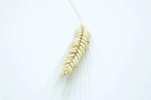 Beyaz bir arka plana konmuş olgun çavdar kulağı