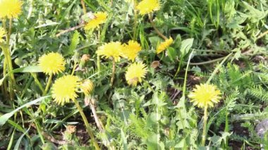 Bahar arısı çiçekleri yavaş çekimde toplar.