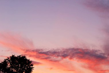 Güzel pembe gün batımı yaz akşamı karanlık ufuk ağaçları