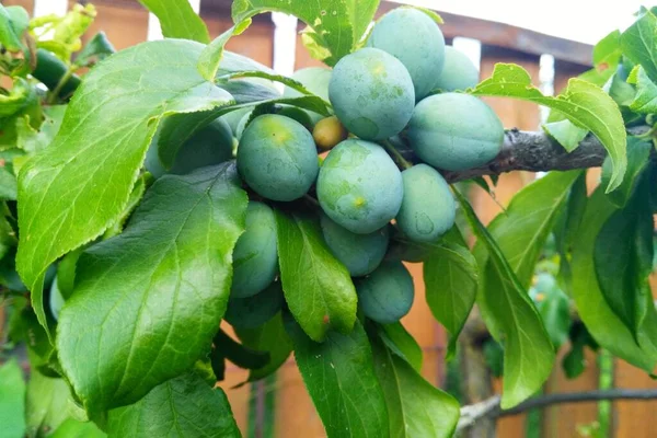 Summer green plum tree not mature fruit
