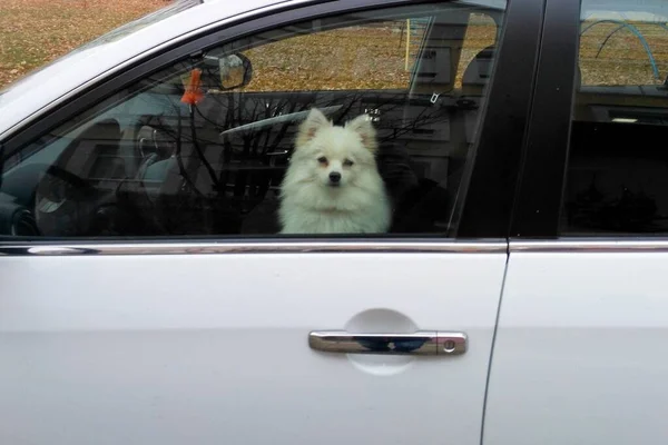 Pequeno Cão Branco Senta Carro Assento Motorista — Fotografia de Stock