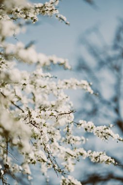 Çiçek açan ağaç dalları kapanıyor