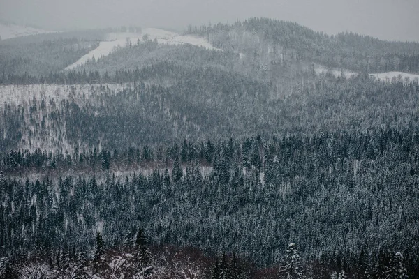 Widok Góry Zamarznięty Krajobraz Leśny Sezonie Zimowym — Zdjęcie stockowe
