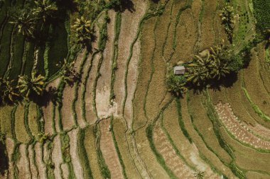 Bali 'deki pirinç ekiminin insansız hava aracı görüntüsü. Pirinç tarlaları yükseklikten, balyadan, Endonezya' dan, ubud 'dan, pirinç tarlasının geometrisinden fotoğraflar çekiyor.