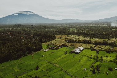 Bali adasındaki yeşil pirinç tarlaları, Jatiluwih, Ubud, Endonezya yakınları, Asya Havacılık manzarası