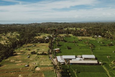 Bali adasındaki yeşil pirinç tarlaları, Jatiluwih, Ubud, Endonezya yakınları, Asya Havacılık manzarası