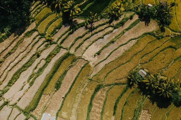 Vista Aérea Tegalalalang Rice Terrace Ubud Bali Indonésia Vista Panorâmica — Fotografia de Stock