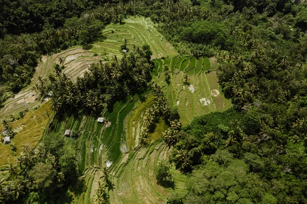 Panorama Powietrzna Zielonych Pól Ryżowych Bali Indonezja — Zdjęcie stockowe