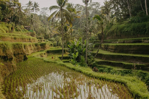 Famoso Marco Balinês Terraços Arroz Tegalalang Conceito Turismo Bali — Fotografia de Stock