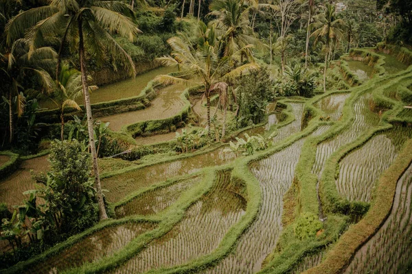 Famoso Marco Balinês Terraços Arroz Tegalalang Conceito Turismo Bali — Fotografia de Stock