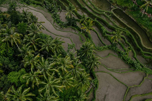 Drone Vista Plantação Arroz Bali Com Caminho Para Passear Palmeiras — Fotografia de Stock