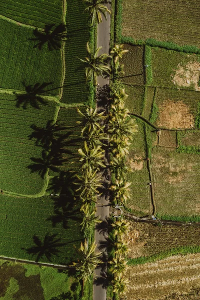 Vista Superior Tiro Aéreo Campos Arroz Verde Amarelo Frescos — Fotografia de Stock