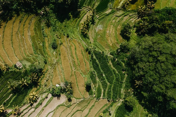 Vedere Dronă Plantației Orez Bali Calea Merge Jurul Palmi Terase fotografii de stoc fără drepturi de autor