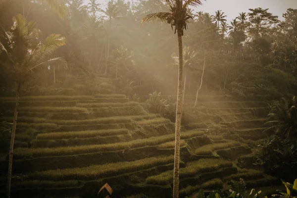 Terase Frumoase Orez Lumina Dimineții Lângă Satul Tegallalang Ubud Bali Imagine de stoc