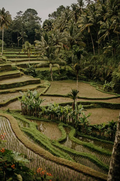 Terasa Orez Tegalalang Din Ubud Bali Peisaj Indonezian Scena Celebră Fotografie de stoc