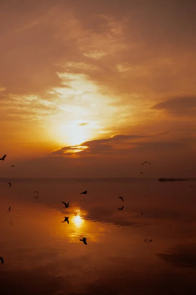 Martılar Uçuyor Sarı Kırmızı Günbatımı Gökyüzünde — Stok fotoğraf