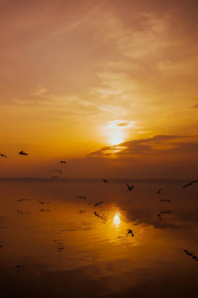 Ocean Beach Sunset Silhouettes Seagulls — Stock Photo, Image