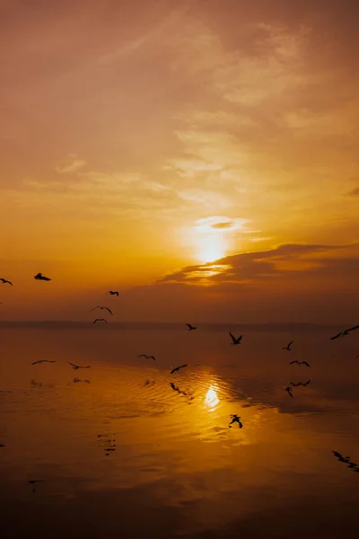 Hav Strand Ved Solnedgang Med Silhuetter Måger - Stock-foto