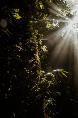 Tropik ağaçların üzerinde parlayan güneş manzarası, seyahat kavramı