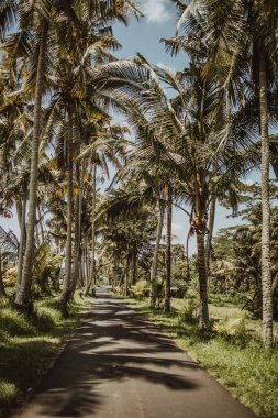 Palmiye ağaçları olan güzel bir asfalt yol. Bali kavramı