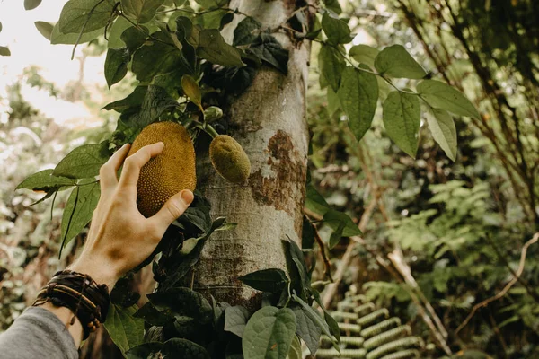 Zbliżenie Męskiej Dłoni Trzymającej Owoce Tropikalne Drzewie — Zdjęcie stockowe