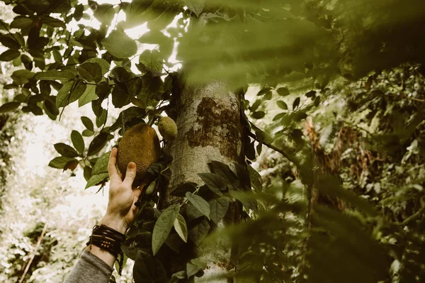 Zbliżenie Męskiej Dłoni Trzymającej Owoce Tropikalne Drzewie — Zdjęcie stockowe