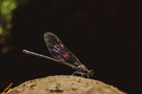 Nahaufnahme Der Libelle Auf Schwarzem Hintergrund — Stockfoto