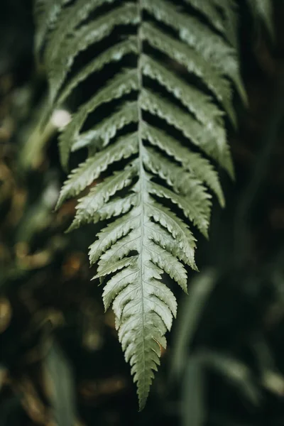 Zbliżenie Zielonego Liścia Paproci Jako Tła Przestrzeń Kopiowania — Zdjęcie stockowe