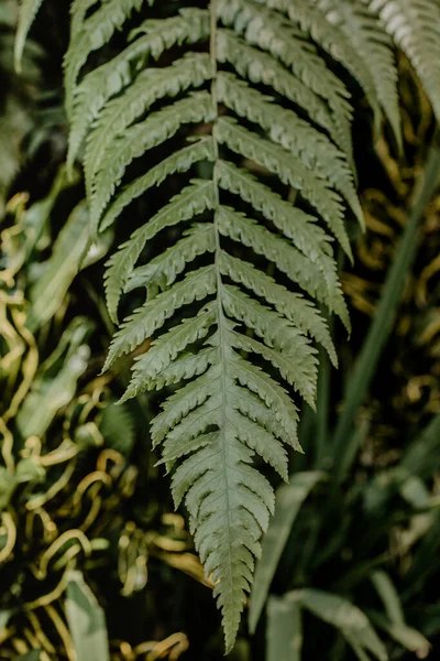 Zbliżenie Zielonego Liścia Paproci Jako Tła Przestrzeń Kopiowania — Zdjęcie stockowe