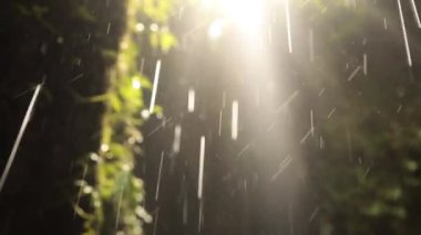 Güneşin manzarası ağaçlardan süzülüyor yapraklardan ve düşen su damlalarından