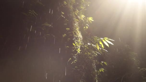 Zicht Zonnestralen Door Bomen Bladeren Water Druppels Vallen — Stockvideo