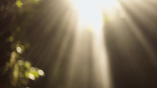 透过树叶的太阳光和落下来的水滴 — 图库视频影像