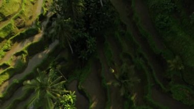 UNESCO Dünya Mirası Tegalalang Rice Terasları Ubud, Bali